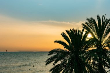 Gün batımında palmiye ağacı siluetleri. Marbella, İspanya. Renkli manzara