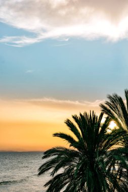 Palm tree silhouettes at sunset. Marbella, Spain. Colorful landscape clipart