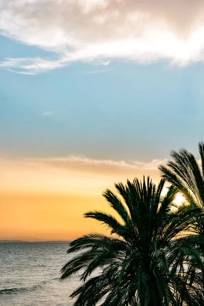 Gün Batımında Palmiye Ağacı Siluetleri Marbella Spanya Renkli Manzara — Stok fotoğraf