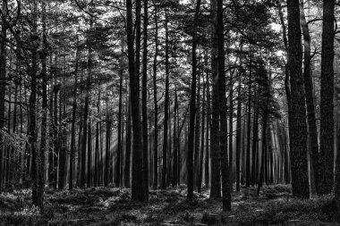 black and white forest landscape in the early morning