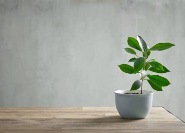 plant growing in flowerpot on wooden table