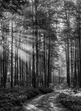 black and white forest landscape in the early morning