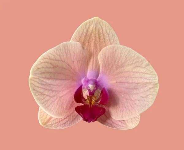 Красивый Цветок Орхидеи Изолированы Розовом Фоне — стоковое фото