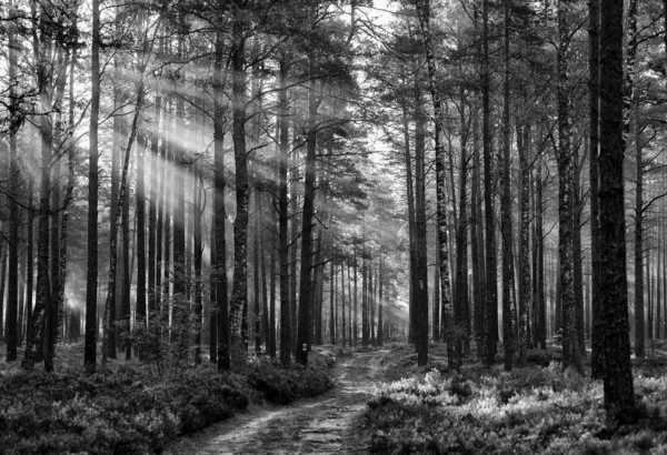 black and white forest landscape in the early morning