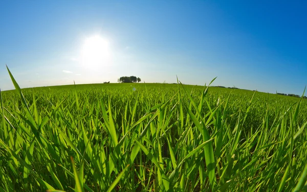 Grünes Gras und blauer Himmel — Stockfoto