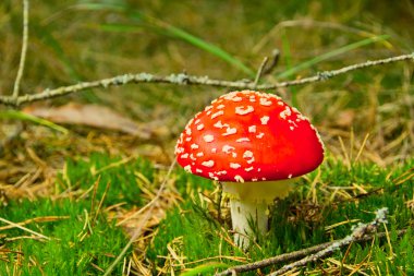 Kırmızı sinek agaric