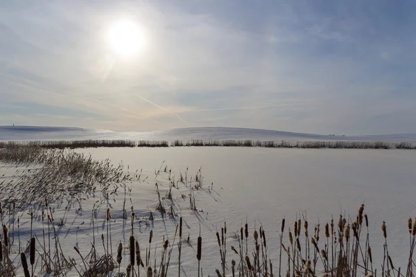 Winterlandschap met reed — Stockfoto