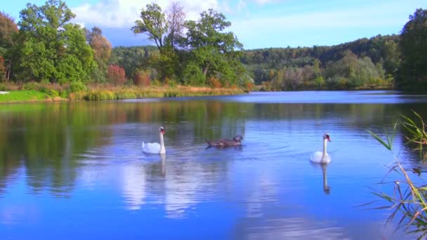 Lago dos Cisnes — Vídeo de Stock