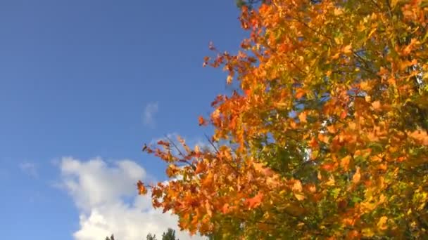 Árbol de otoño, balanceándose en el viento — Vídeo de stock