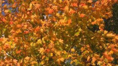 rüzgarda sallanan sonbahar ağacı