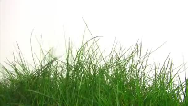 Herbe verte sur blanc — Video