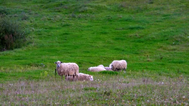 moutons sur la prairie