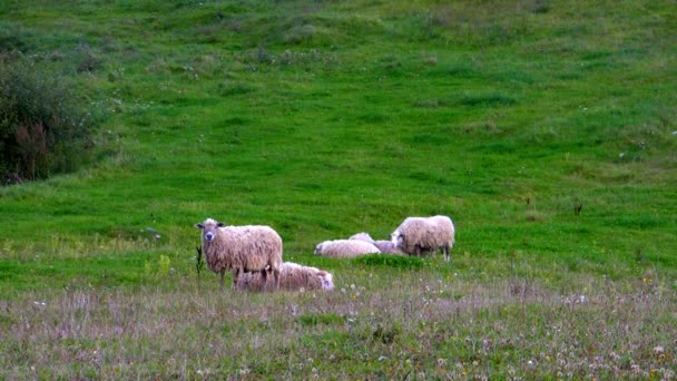 Schapen op de weide — Stockvideo