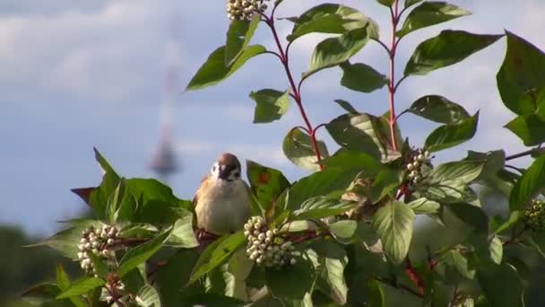 Pájaro en una rama — Vídeos de Stock