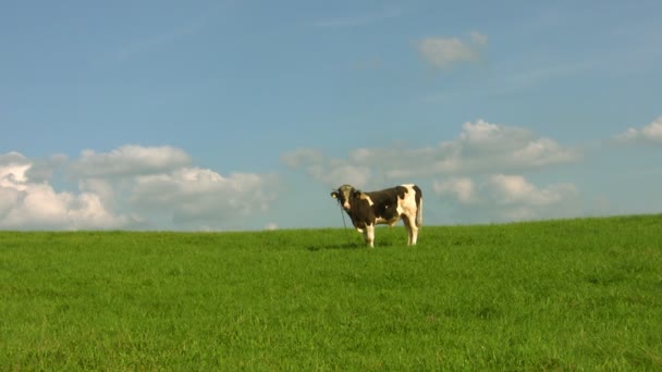 在一片草地上公牛 — 图库视频影像