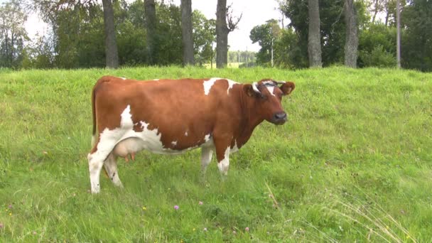 Cow grazed on the meadow — Stock Video