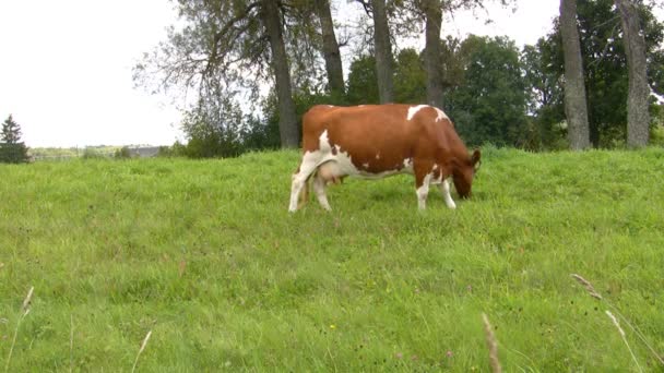 vache broutée sur la prairie 