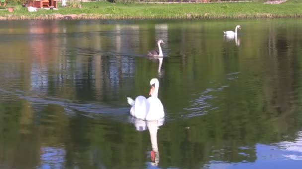 Lago dei cigni — Video Stock