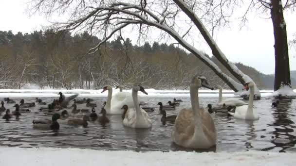 Cygnes et canards dans l'étang d'hiver — Video