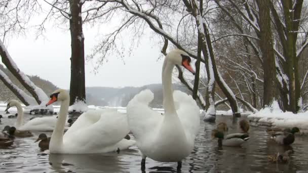 Cisnes y patos en el estanque de invierno — Stockvideo