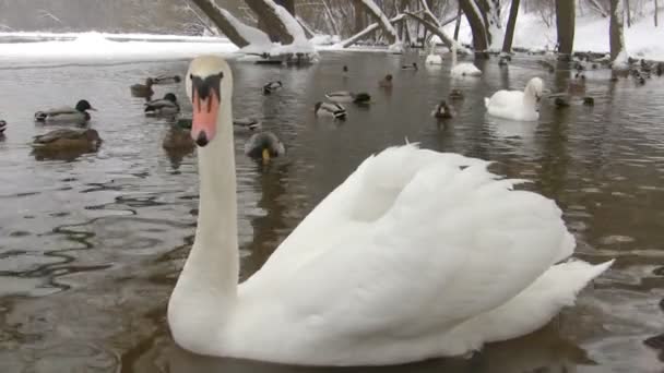 Лебеди и утки в зимнем пруду — стоковое видео