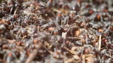 Karıncalar karınca yuvası inşa