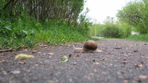 蜗牛爬行在路上 — 图库视频影像