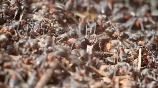 Mieren bouwen mierenhoop — Stockvideo