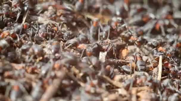 Fourmis bâtiment fourmilière — Video