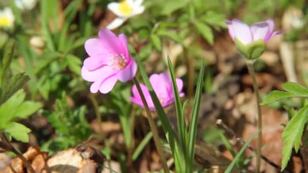 Eerste Lentebloemen bewegen in de wind — Stockvideo