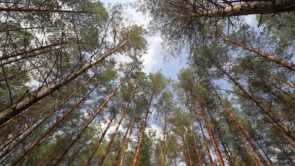 Pinjeträd vajande i vinden, sky — Stockvideo