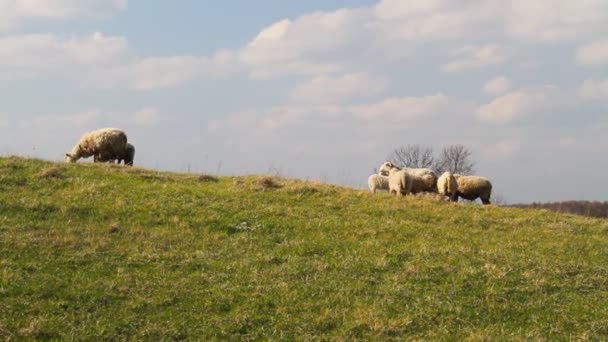 Owce na łące — Wideo stockowe