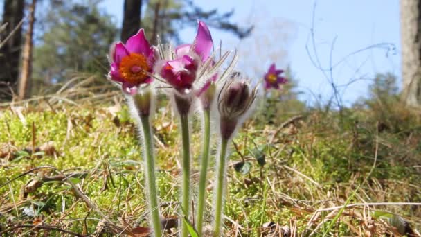 Erste Frühlingsblumen bewegen sich im Wind — Stockvideo