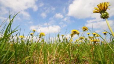 Dandelions çayırda