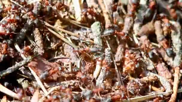 Mieren bouwen mierenhoop — Stockvideo