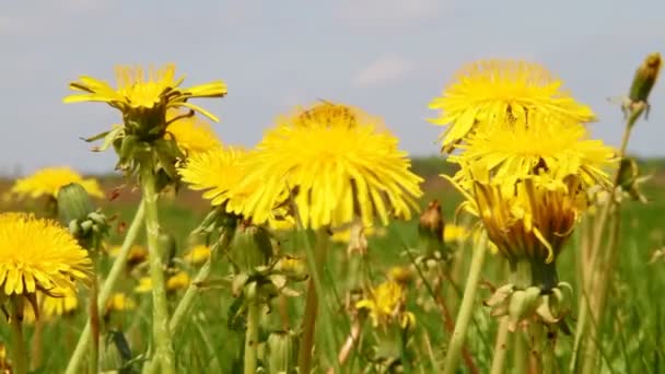 Dandelions çayırda — Stok video