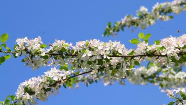 Apple tree blossom — Stock Video