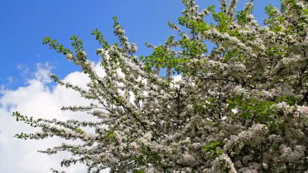 Apple tree blossom — Stock Video