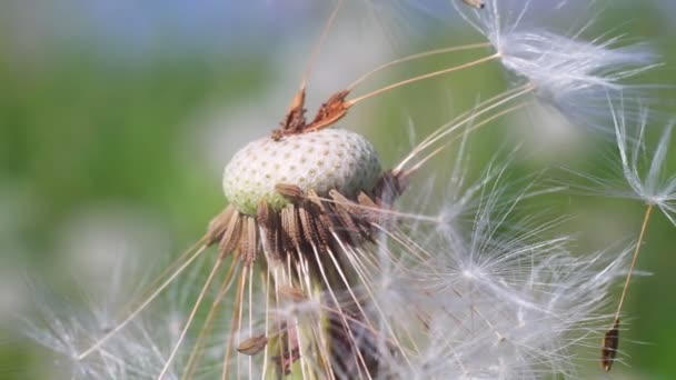 Blowball, duntelion, macro — стоковое видео