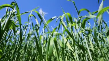 yeşil çimen, düşük açılı