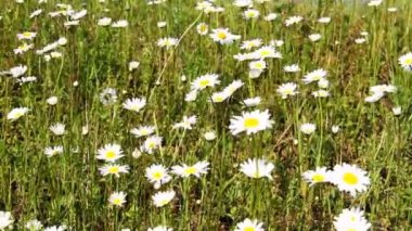 Bir çayırda papatyalar