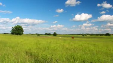 Yaz çayır, mavi gökyüzü, timelapse