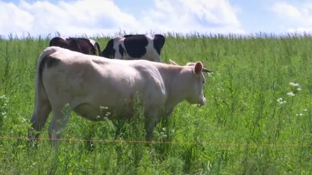 牛在草地上，尕 — 图库视频影像