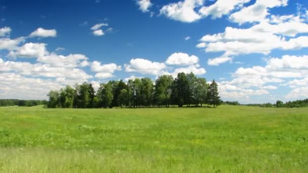 Prado de verano, cielo azul, timelapse — Vídeos de Stock