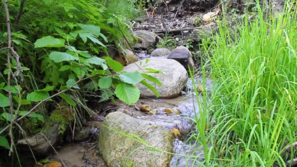 Corriente forestal — Vídeos de Stock