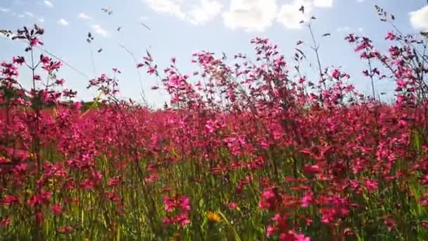 Prado de flor roja — Vídeos de Stock