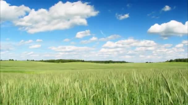 Buğday tarlası — Stok video