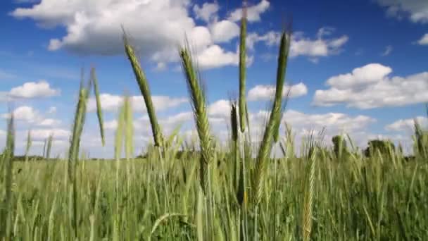 Campo de trigo — Vídeo de Stock