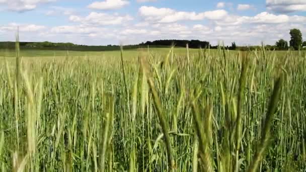 Champ de blé — Video