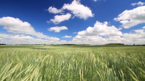 Campo de trigo — Vídeo de Stock